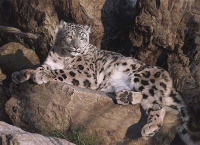 Ghost Cat – Snow Leopard- Signed By The Artist								 – Canvas Giclee
								 – Limited Edition
								 – 50 A/P
								 – 
								32 x 44								
								 –