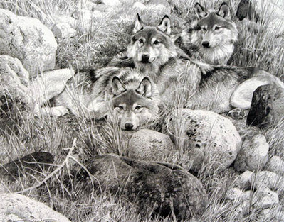 One To One – Gray Wolf Study- Signed By The Artist								 – Paper Lithograph
								 – Limited Edition
								 – 1950 S/N
								 – 
								9 3/8 x 11 3/4
