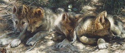 Pick Of The Pack- Signed By The Artist								 – Canvas Giclee
								 – Limited Edition
								 – 40 A/P
								 – 
								14 x 33