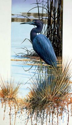 Little Blue Heron- Signed By The Artist								 – Paper Lithograph
								 – Limited Edition
								 – 76 A/P
								 – 
								16 5/8 x 10