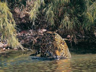 Eyes Of Warning- Canvas Giclee
								 – Limited Edition
								 – 15 A/P
								 – 
								28 x 37