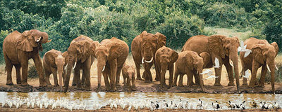 Heavy Drinkers- Canvas Giclee
								 – Limited Edition
								 – 150 Limited
								 – 
								24 x 60