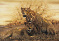 Hot Lions- Signed By The Artist								 – Canvas Giclee
								 – Limited Edition
								 – 250 S/N
								 – 
								20 5/8 x 30