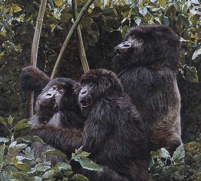 Mountain Gorillas- Signed By The Artist								 – Paper Lithograph
								 – Limited Edition
								 – A/P
								 – 
								17 3/4 x 19