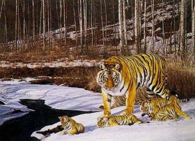 Siberian Winter- Signed By The Artist								 – Paper Lithograph
								 – Limited Edition
								 – 950 S/N
								 – 
								19 x 27