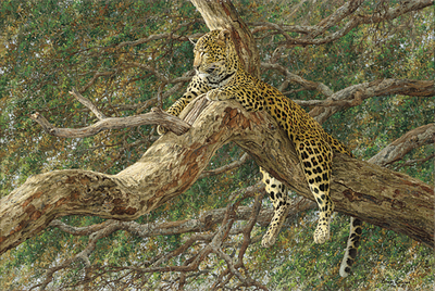 Chui- Canvas Giclee
								 – Limited Edition
								 – 50 Numbered
								 – 
								20 x 30
