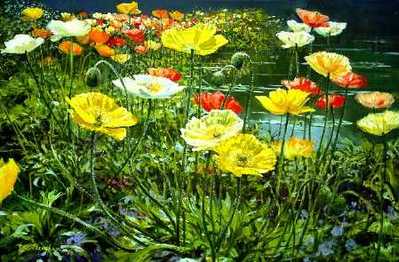 Poppies By The Lake- Signed By The Artist								 – Paper Lithograph
								 – Limited Edition
								 – 56 A/P
								 – 
								18 x 27