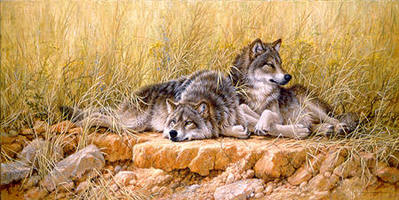 End Of Summer – Gray Wolves- Signed By The Artist								 – Canvas Giclee
								 – Limited Edition
								 – 14 A/P
								 – 
								20 x 40