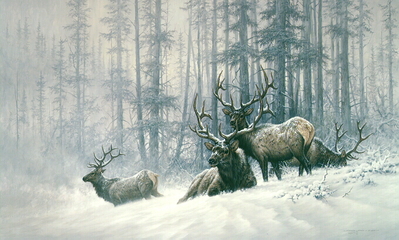 Mountain Majesty – Bull Elk- Signed By The Artist								 – Canvas Lithograph
								 – Limited Edition
								 – 180 S/N
								 – 
								22 x 37