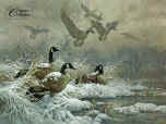 Winter Retreat – Canada Geese- Signed By The Artist								 – Paper Lithograph
								 – Limited Edition
								 – 950 S/N
								 – 
								22 1/4 x 29 5/8