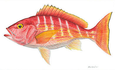 Silk Snapper- Signed By The Artist								 – Canvas Giclee
								 – Limited Edition
								 – 75 S/N
								 – 
								8 x 13