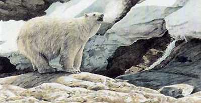 Polar Bear Lithograph- Signed By The Artist								 – Paper Lithograph
								 – Limited Edition
								 – 28 A/P
								 – 
								6 x 12