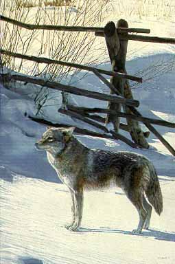 Rail Fence – Coyote- Signed By The Artist								 – Paper Lithograph
								 – Limited Edition
								 – 76 A/P
								 – 
								22 1/4 x 15