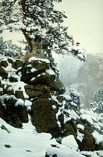 Snow Spirit – Cougar- Signed By The Artist								 – Paper Lithograph
								 – Limited Edition
								 – 950 S/N
								 – 
								33 x 22 1/8