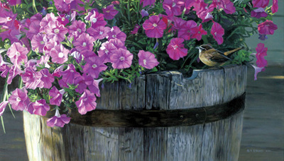 Southern Comfort – Carolina Wren- Signed By The Artist								 – Paper Lithograph
								 – Limited Edition
								 – 76 A/P
								 – 
								11 1/2 x 20