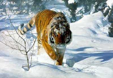 Tyger! Tyger!- Signed By The Artist								 – Canvas Lithograph
								 – Limited Edition
								 – 180 S/N
								 – 
								24 x 36