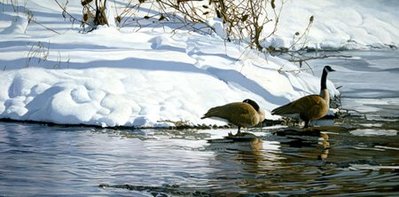 Winter’s Thaw – Canada Geese- Signed By The Artist								 – Paper Lithograph
								 – Limited Edition
								 – 1500 S/N
								 – 
								16 x 31