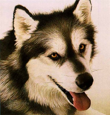 Alaskan Malamute- Signed By The Artist								 – Paper Lithograph
								 – Limited Edition
								 – 1000 S/N
								 – 
								8 3/4 x 8 3/4