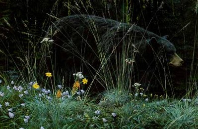 Bear And Blossoms- Signed By Andrea Lyman								 – Canvas Giclee
								 – Limited Edition
								 – 350 S/N
								 – 
								9 x 13