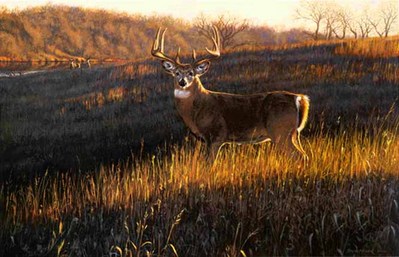 Zone 4 – Big Country Whitetails- Signed By The Artist								 – Paper Lithograph
								 – Limited Edition
								 – 750 S/N
								 – 
								15 x 23