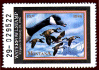 Montana-Duck Hunting (1986-2003)