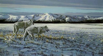 First Snow – Arctic Wolves- Signed By The Artist								 – Paper Lithograph
								 – Limited Edition
								 – 950 S/N
								 – 
								18 x 32 1/2