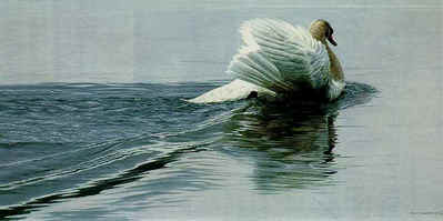 Gliding Swan- Signed By The Artist								 – Paper Lithograph
								 – Limited Edition
								 – 650 S/N
								 – 
								15 1/2 x 27