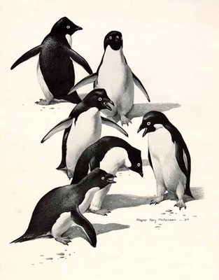 Adelie Penguins- Signed By The Artist								 – Paper Lithograph
								 – Limited Edition
								 – 950 S/N
								 – 
								12 x 9 1/2								
								 –