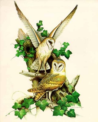 Barn Owl- Signed By The Artist								 – Paper Lithograph
								 – Limited Edition
								 – 20 P/P
								 – 
								35 x 22