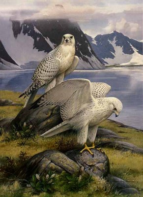 Gyrfalcon- Signed By The Artist								 – Paper Lithograph
								 – Limited Edition
								 – 20 P/P
								 – 
								28 x 20