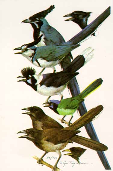 Jay’s – Color Plate #30- Signed By The Artist								 – Paper Lithograph
								 – Limited Edition
								 – 450 S/N
								 – 
								21 1/2 x 14
