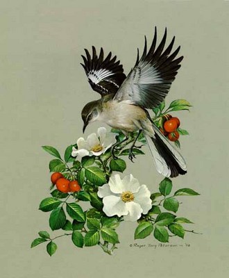 Mockingbird- Signed By The Artist								 – Paper Lithograph
								 – Limited Edition
								 – 20 P/P
								 – 
								17 x 14