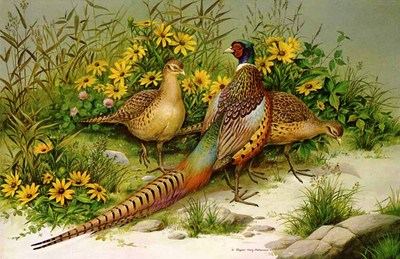 Ring-Necked Pheasants- Signed By The Artist								 – Paper Lithograph
								 – Limited Edition
								 – 950 S/N
								 – 
								19 x 29								
								 –