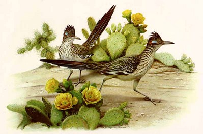 Roadrunner- Signed By The Artist								 – Paper Lithograph
								 – Limited Edition
								 – 950 S/N
								 – 
								19 x 29
