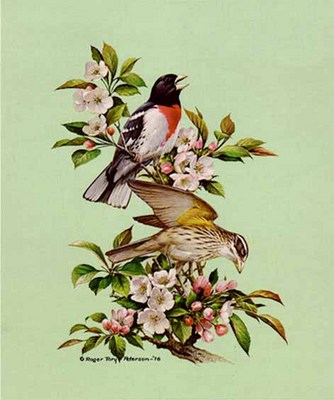 Rose Breasted Grosbeak- Signed By The Artist								 – Paper Lithograph
								 – Limited Edition
								 – 950 S/N
								 – 
								17 x 14