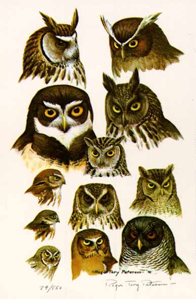 Owls – Color Plate #16- Signed By The Artist								 – Paper Lithograph
								 – Limited Edition
								 – 20 P/P
								 – 
								21 1/2 x 14