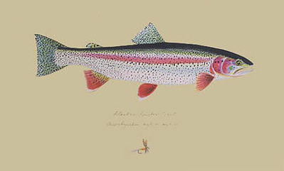 Alaskan Rainbow Trout- Signed By The Artist								 – Paper Lithograph
								 – Limited Edition
								 – 75 A/P
								 – 
								9 1/2 x 15 1/2
