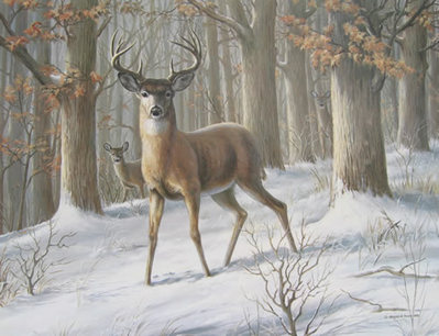 Alert – Whitetail Deer- Signed By The Artist								 – Paper Lithograph
								 – Limited Edition
								 – 44 A/P
								 – 
								21 1/2 x 28
