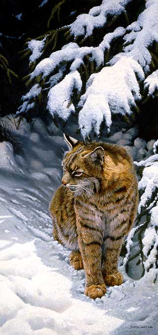 Under The Pines – Bobcat- Signed By The Artist								 – Paper Lithograph								 – Limited Edition								 – 950 S/N								 – 								0 x 0