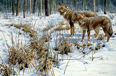 Winter Rendezvous – Coyotes- Signed By The Artist								 – Paper Lithograph
								 – Limited Edition
								 – 950 S/N
								 – 
								24 3/8 x 34 1/8
