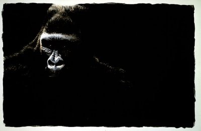 Gorilla- Signed By The Artist								 – Paper Lithograph
								 – Limited Edition
								 – 11 A/P
								 – 
								21 1/8 x 32 5/8