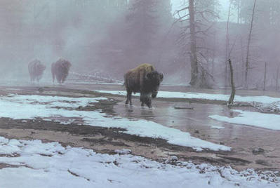 Yellowstone Procession- Signed By The Artist								 – Canvas Giclee
								 – Limited Edition
								 – 180 S/N
								 – 
								24 x 36