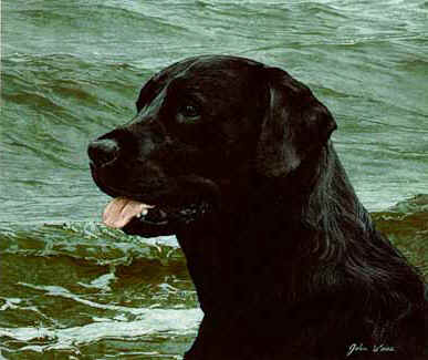 Of The Finest Breed – Black Lab- Signed By The Artist								 – Paper Lithograph
								 – Limited Edition
								 – 1000 S/N
								 – 
								9 x 10 3/4								
								 –