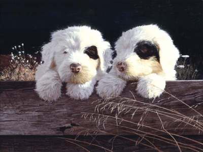 Old English Sheep Dog Pups- Signed By The Artist								 – Paper Lithograph
								 – Limited Edition
								 – 1000 S/N
								 – 
								12 x 16
