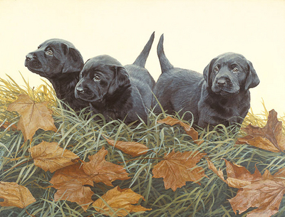 Lab Puppies- Signed By The Artist								 – Paper Lithograph
								 – Limited Edition
								 – 1000 S/N
								 – 
								12 x 16								
								 –