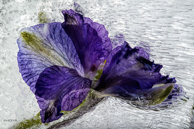 Purple Streams- Canvas Giclee
								 – Open Edition
								 – Fine Art
								 – 
								24 x 36